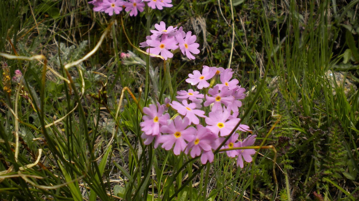 Val d''Aosta 01 - Primula cfr.farinosa